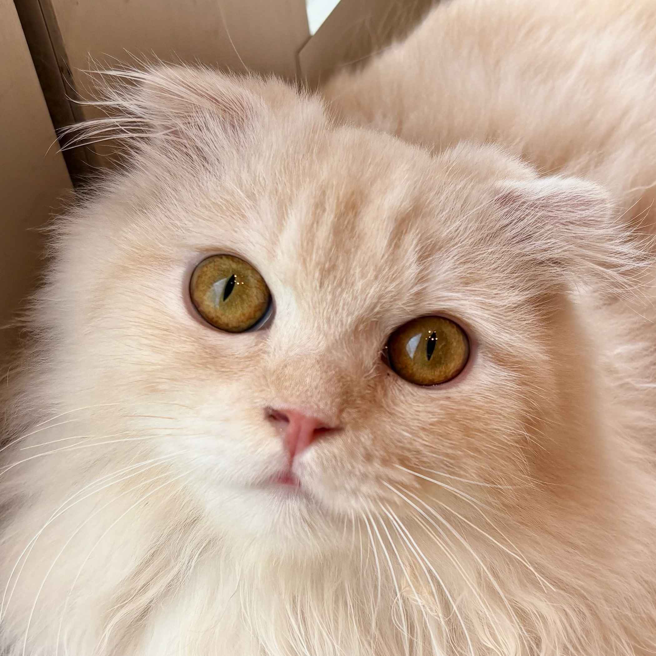 シュー